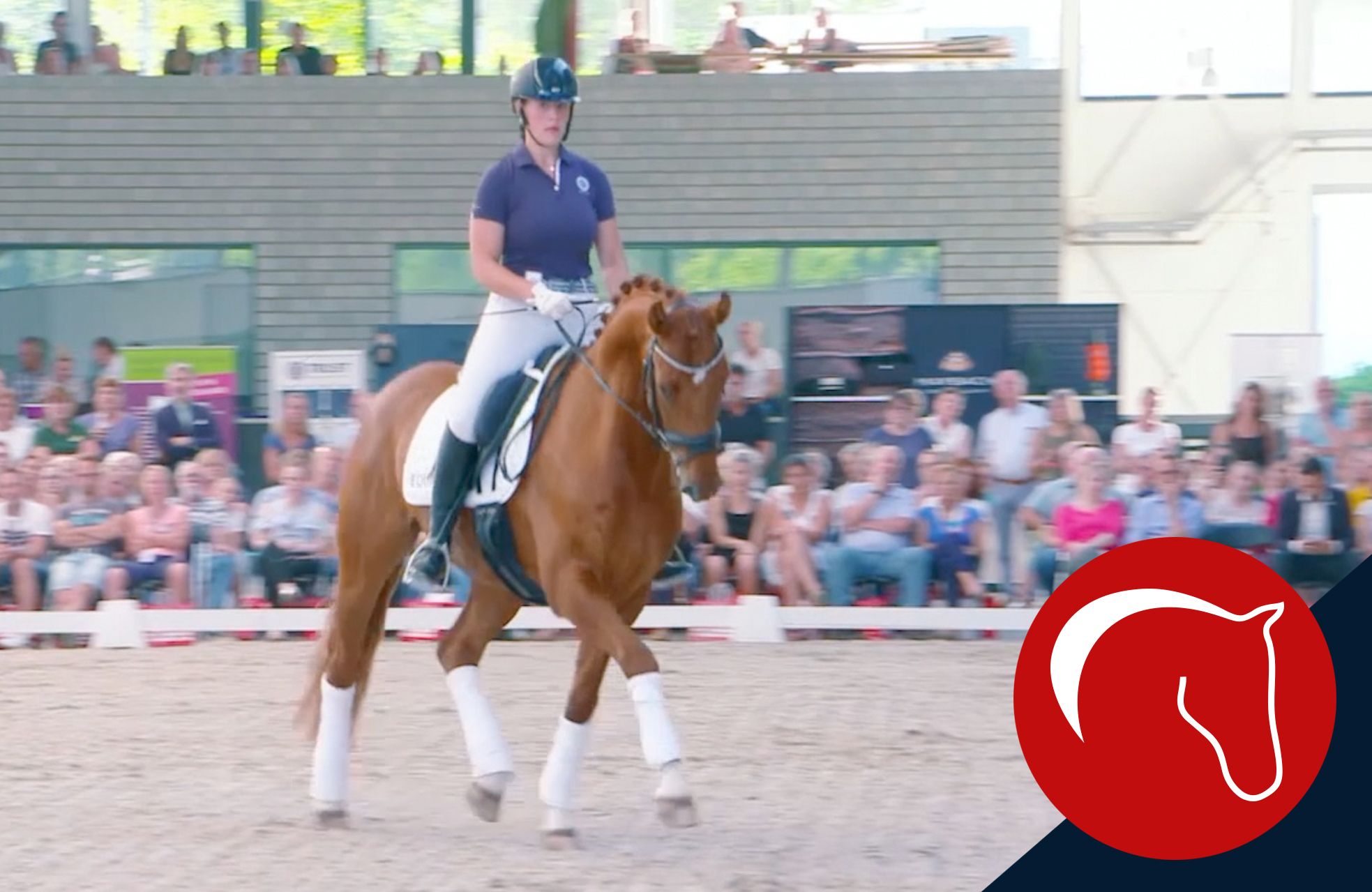 ClipMyHorse TV Academy Auf Dem Weg Zur Dressurpferde M clipmyhorse-tv-academy-auf-dem-weg-zur-dressurpferde-m