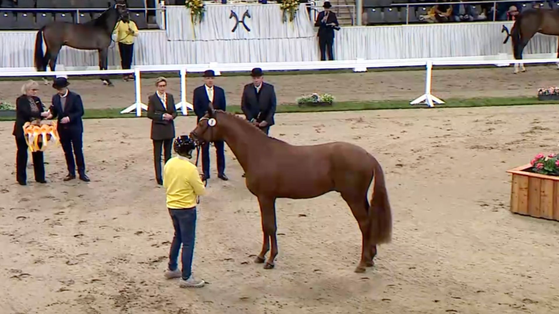 Die Prämienhengste der Hannoveraner Körung - Dressur stehen fest!