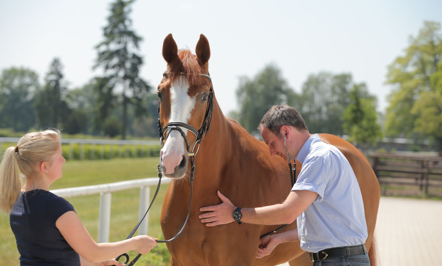 Study Reveals Diet's Role in Equine Insulin Resistance