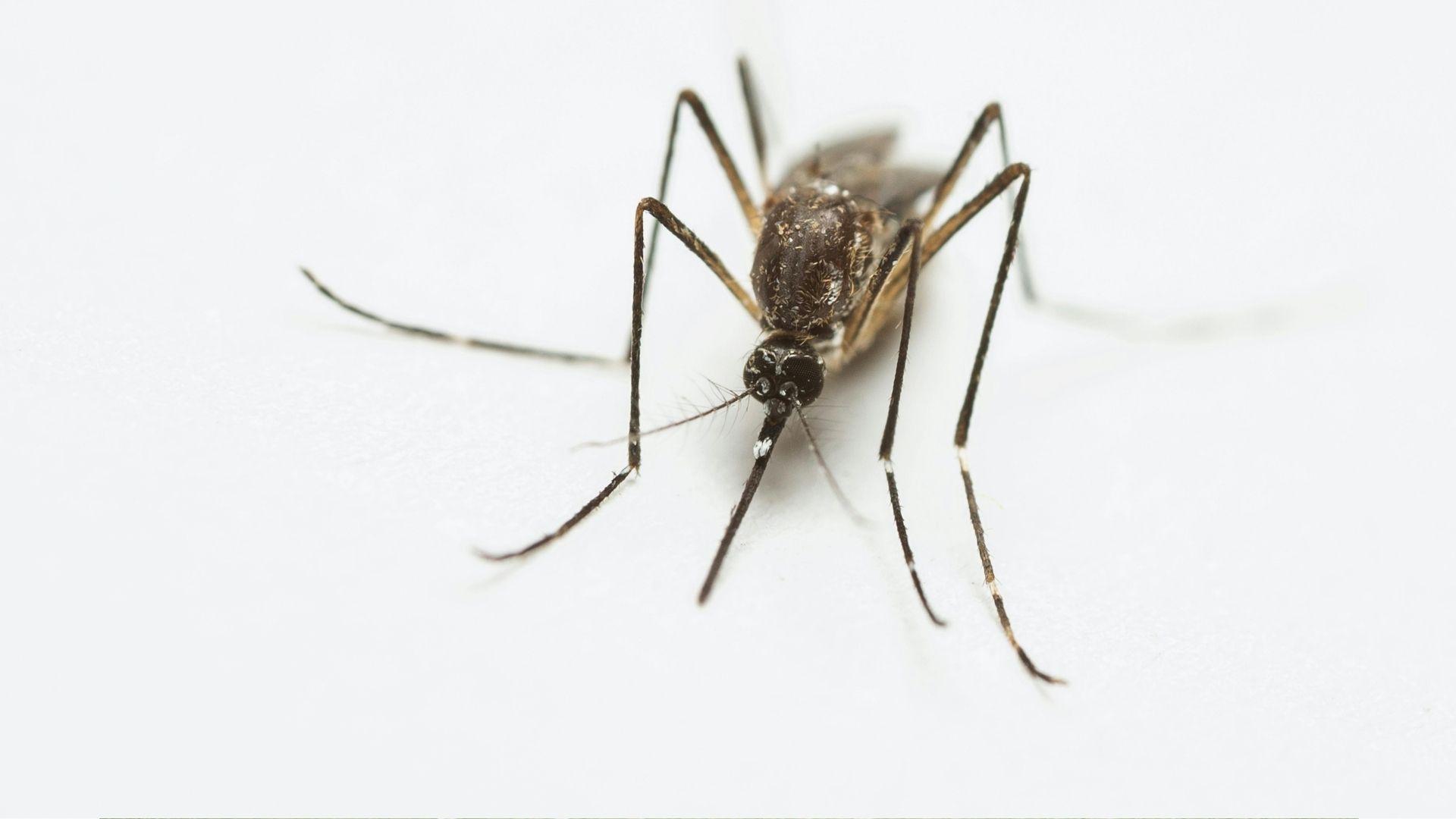 West-Nil-Virus in Südholland und Belgien nachgewiesen