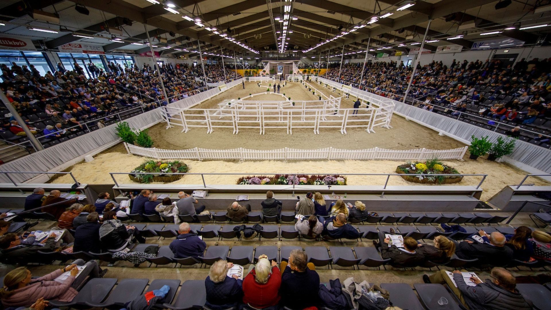 Hannoveraner Körung: 54 springbetonte Hengste zugelassen