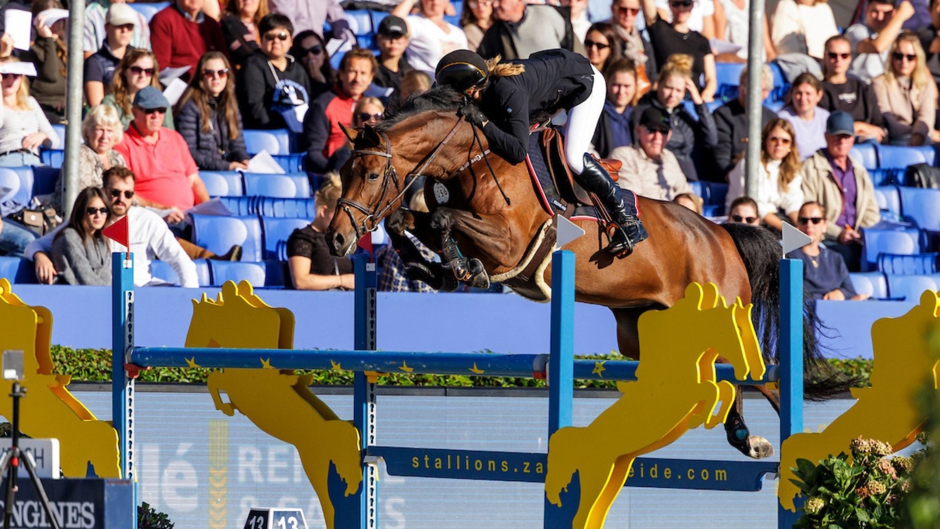 Karl Cook Takes over the Reins of a Mare from Belgium