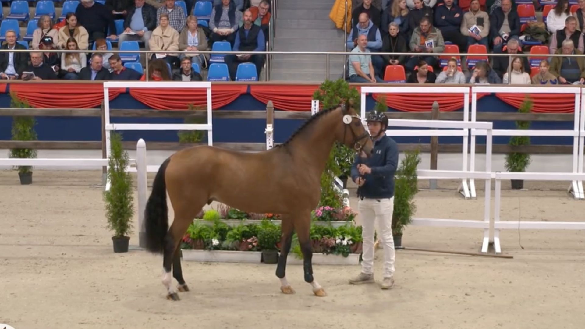 OS-Körergebnisse der Oldenburger Hengst-Tage