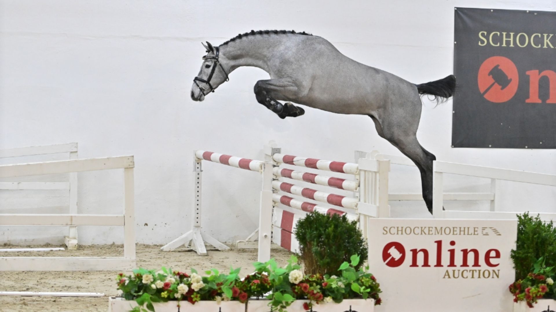 Schockemöhle Online Auction - Young Jumpers