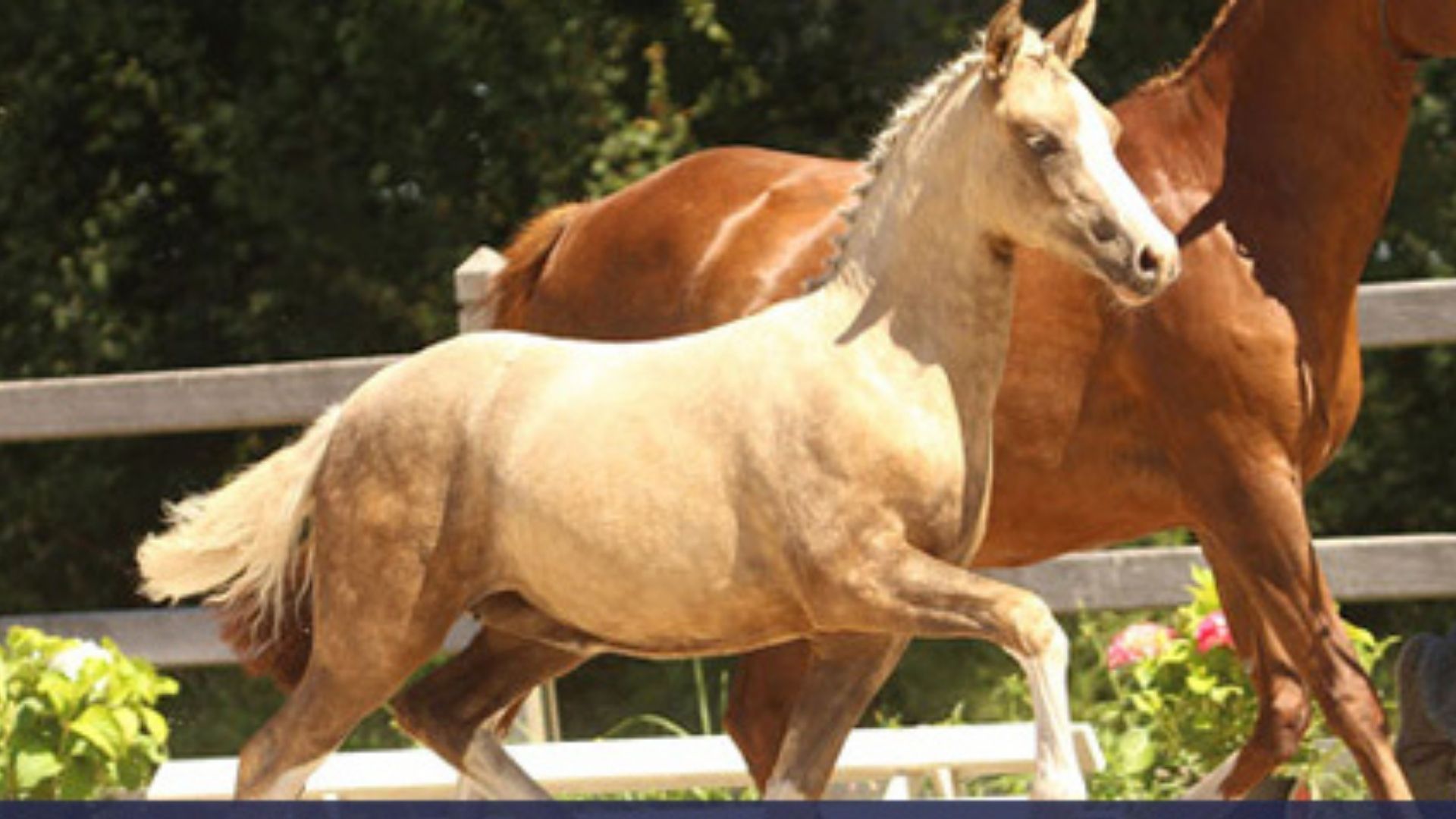 Ponyforum Hengsttage 2025 abgesagt