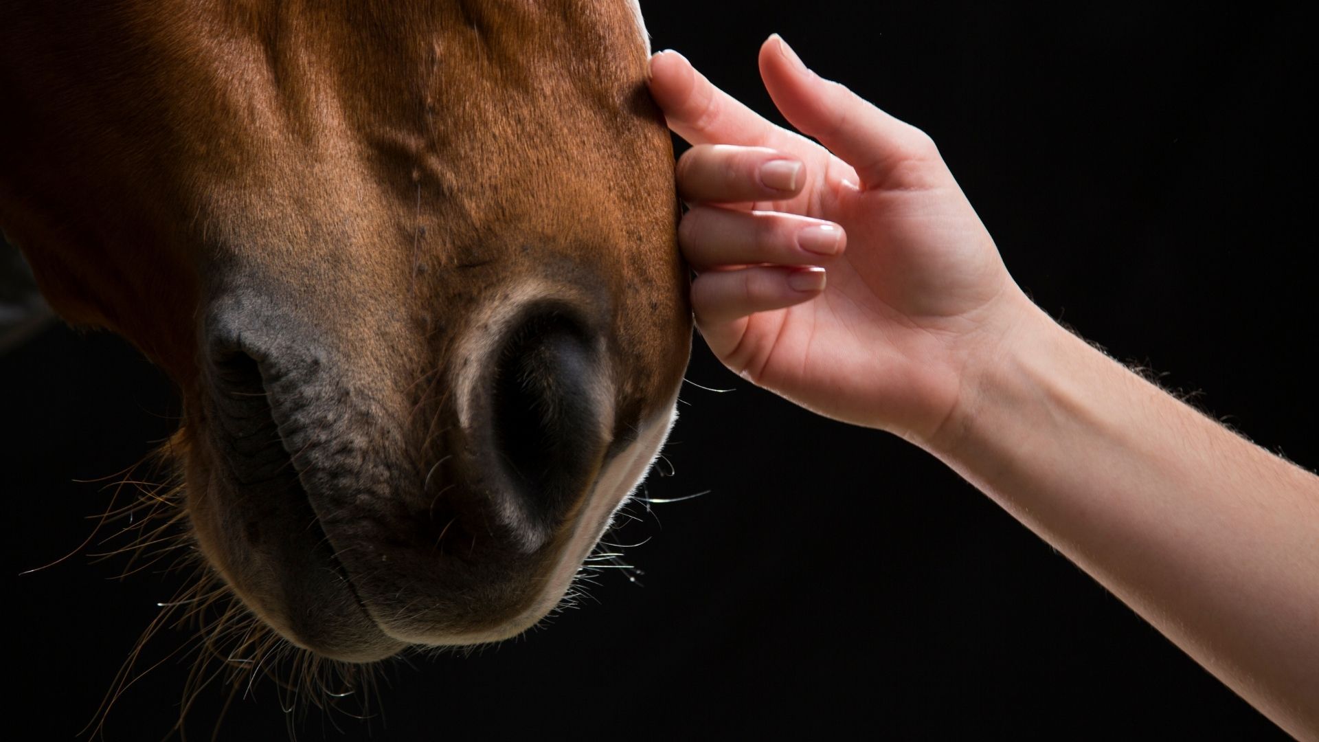 Neue Studie zeigt: Menschliche Angst beeinflusst Pferdeverhalten