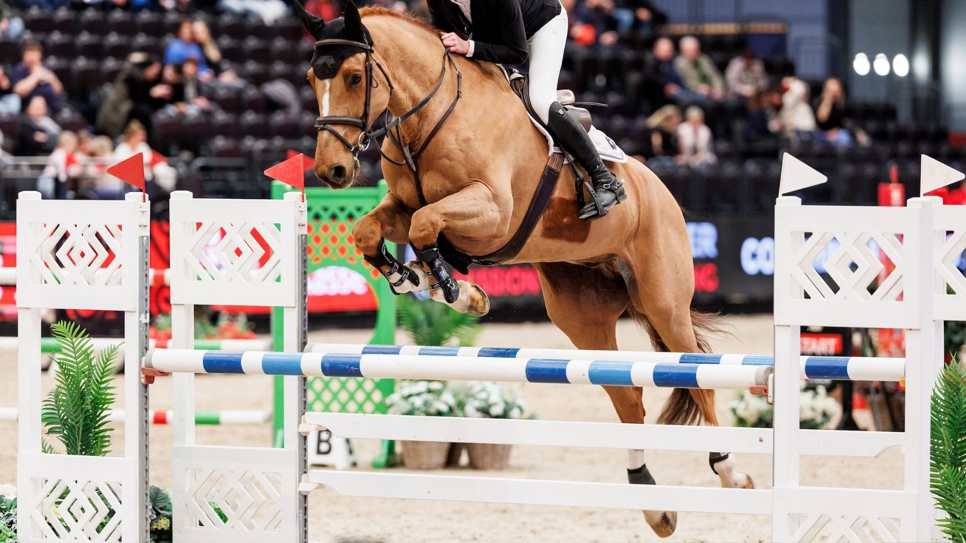 Ludger Beerbaum siegt im Grand Prix von Riesenbeck