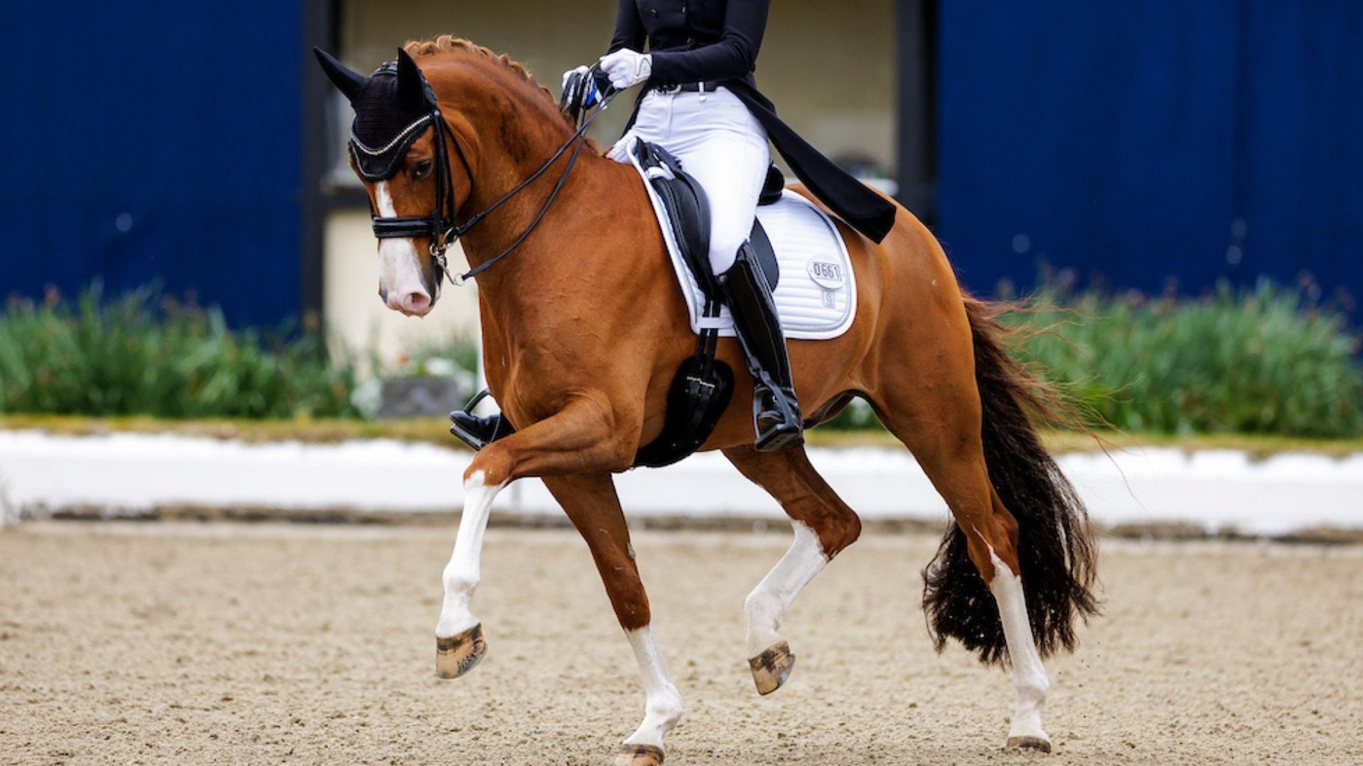 Neues Pferd für Justin Verboomen und direkt der Sieg im Grand Prix Special!