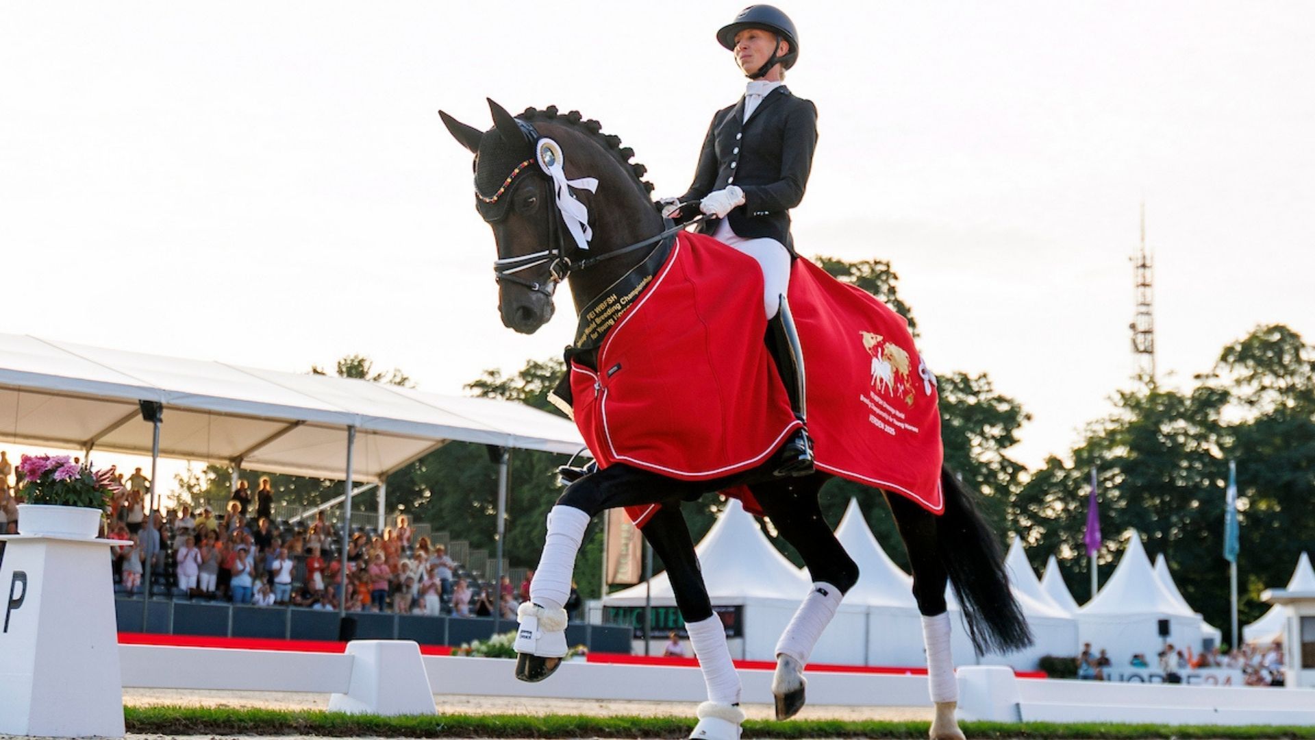 34. Hannoveraner Privathengstschau am Samstagabend