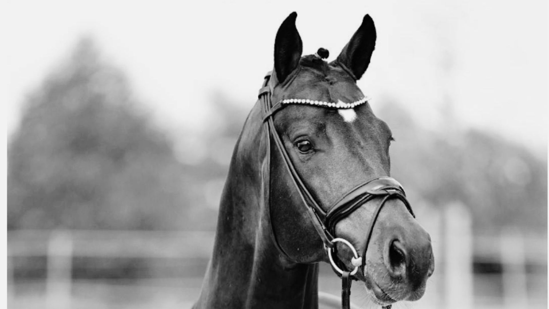 Birkhof’s Vangelis DSP verstorben