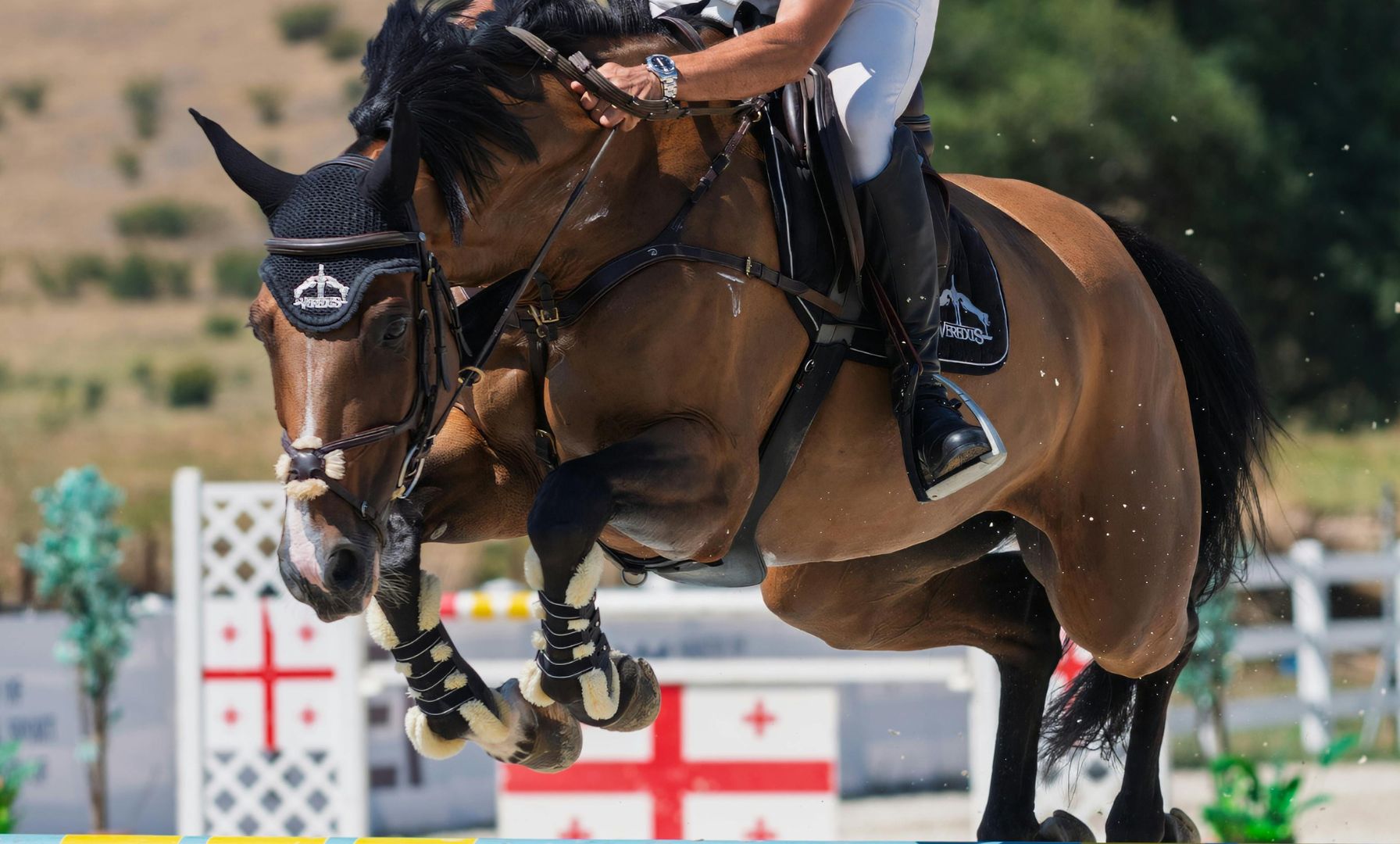 Horse Highlight: Simba de Vinck