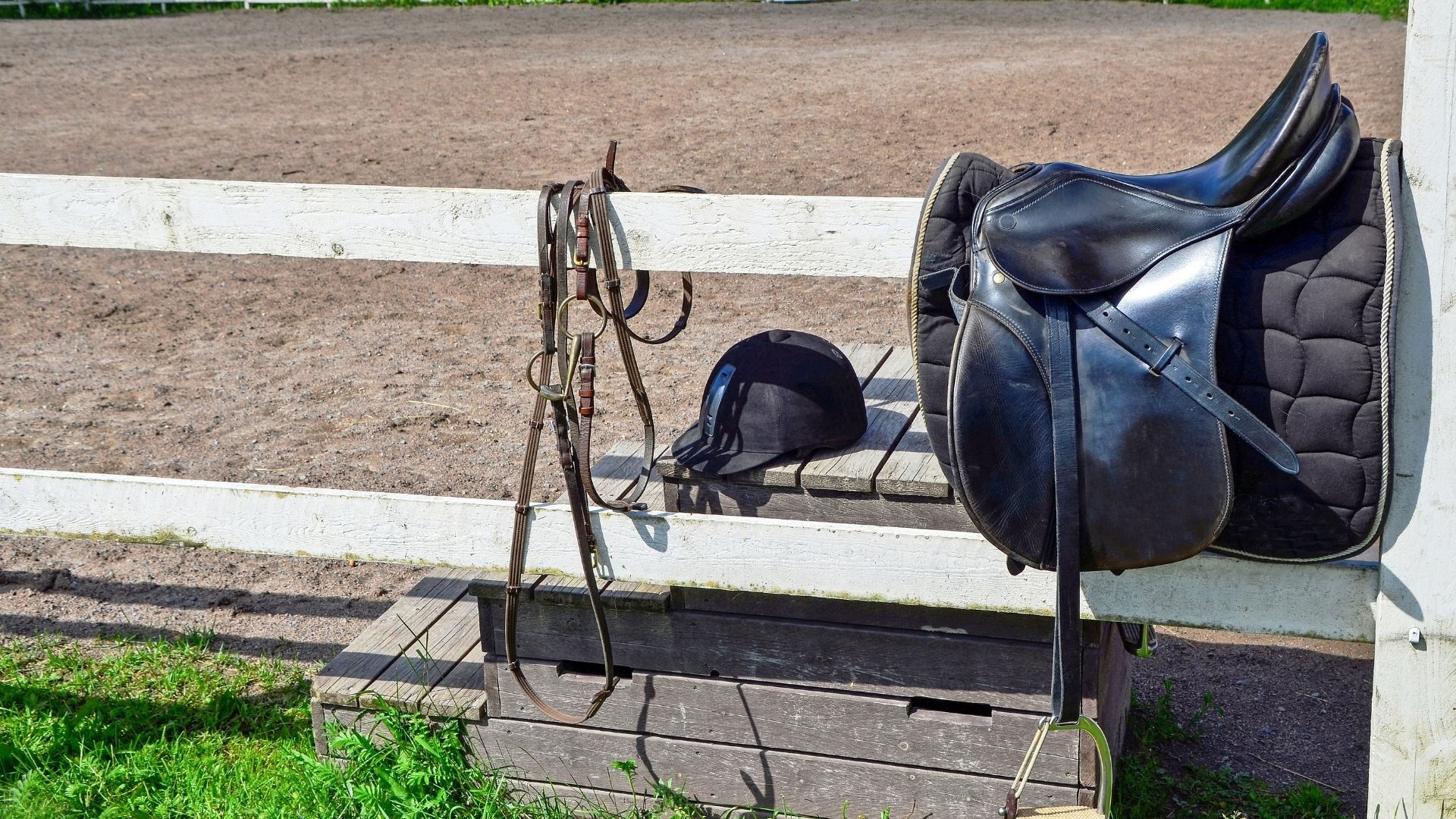 FN-Initiative 100 Schulpferde plus fördert den Einstieg von Freddy in den Schulbetrieb