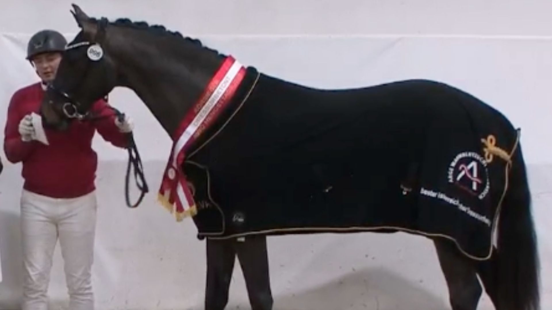 Österreichische Hengstkörung im Pferdezentrum Stadl-Paura erfolgreich abgeschlossen