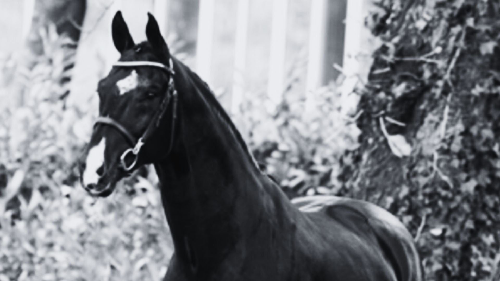 Oldenburger Siegerhengst Stedinger verstorben