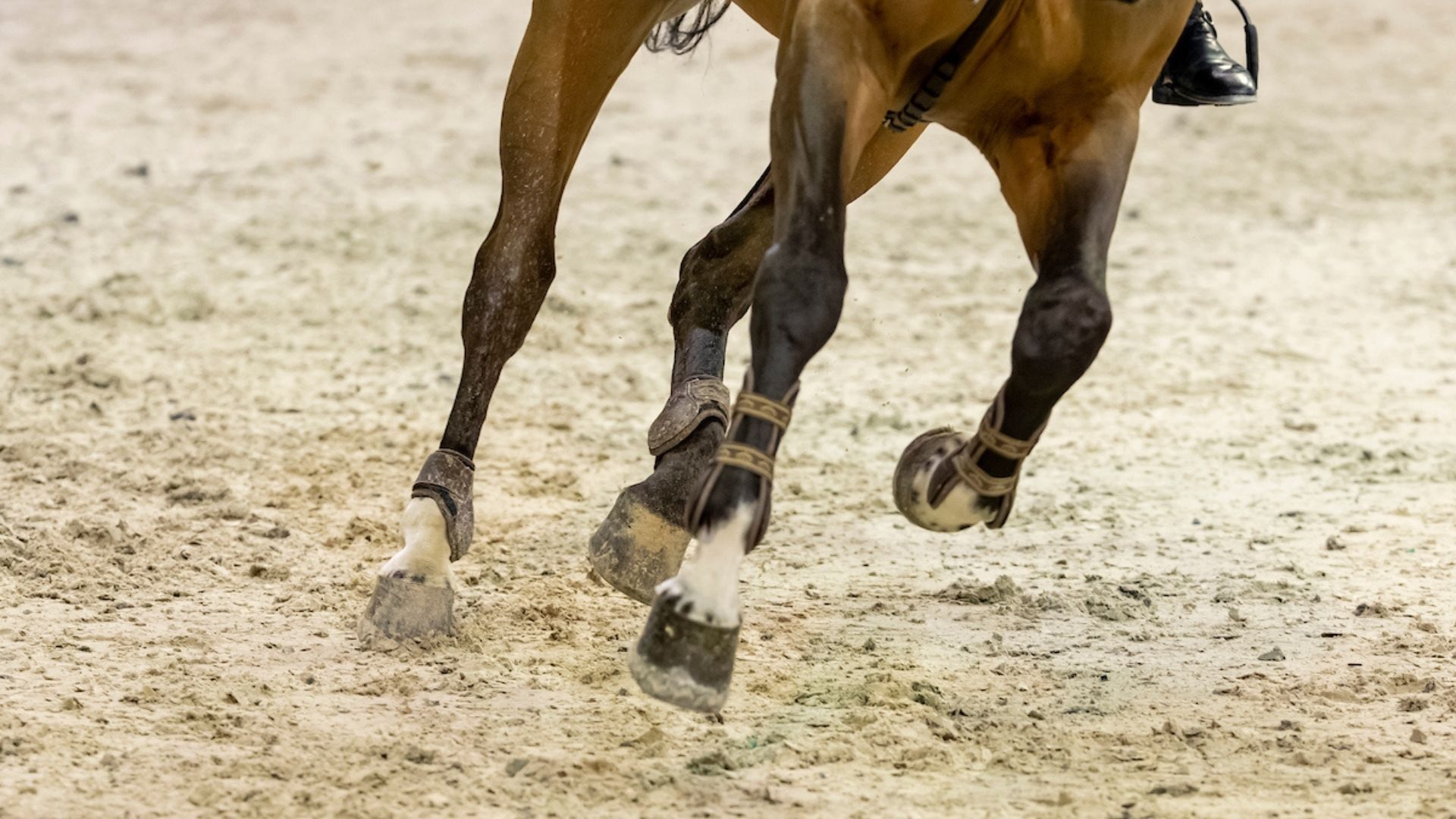 Philippaerts-Zwillinge verstärken Basel Cosmopolitans