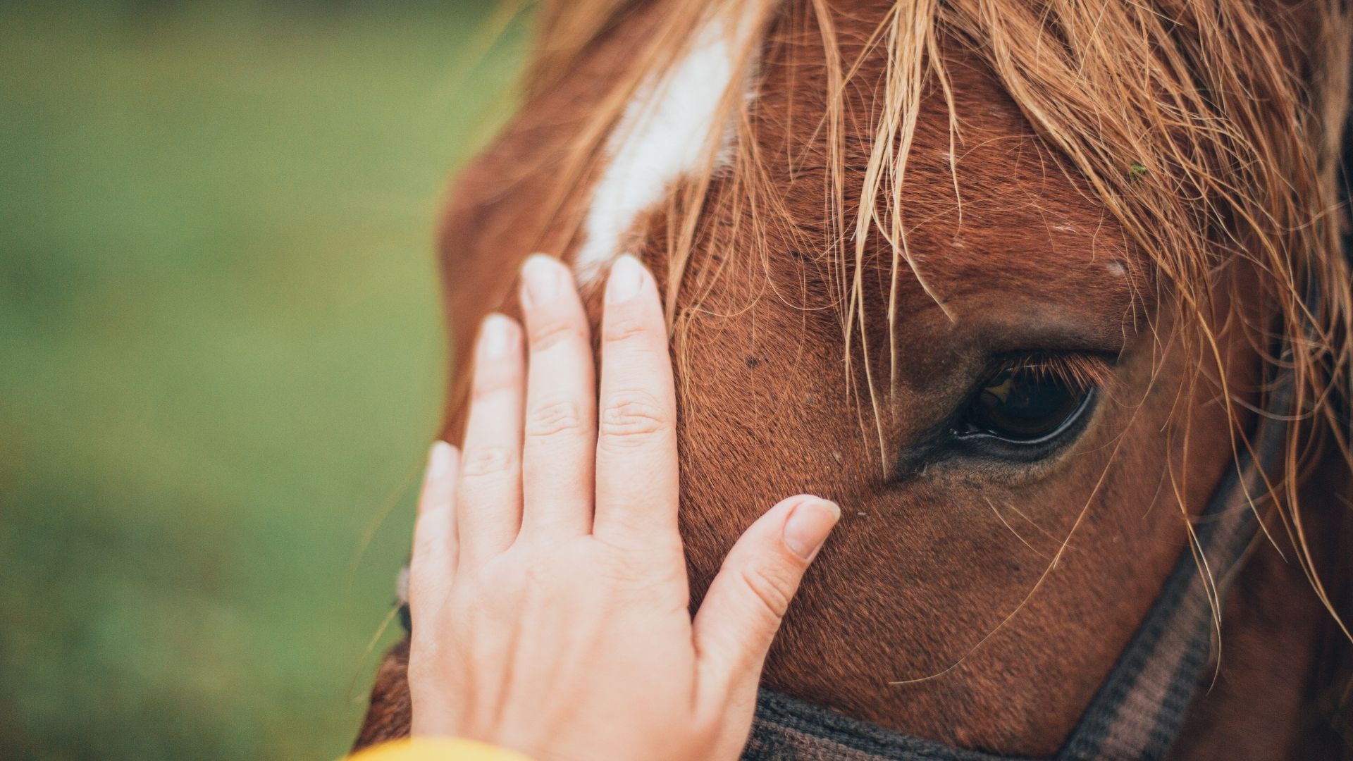 Pferd mit tödlicher Blutkrankheit im Kreis Tübingen infiziert
