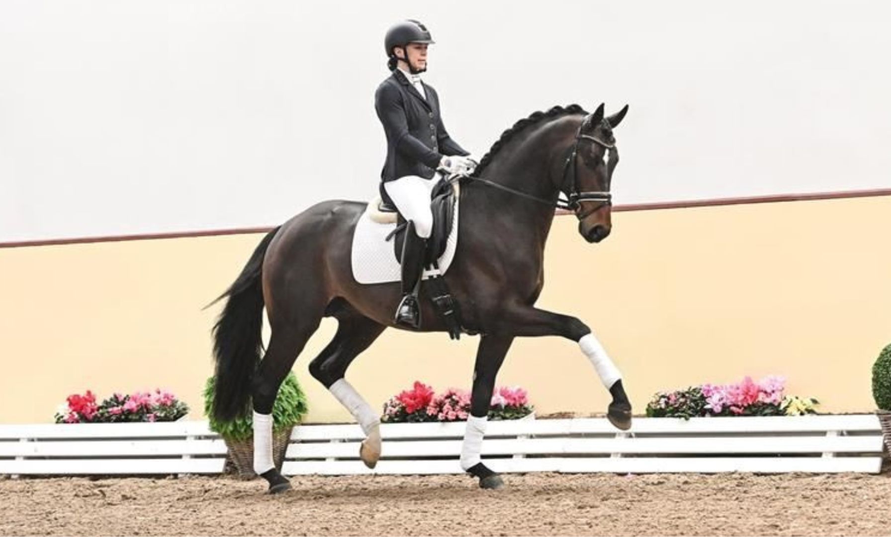 Top Stallions Producing Foals in Germany for 2024 Revealed