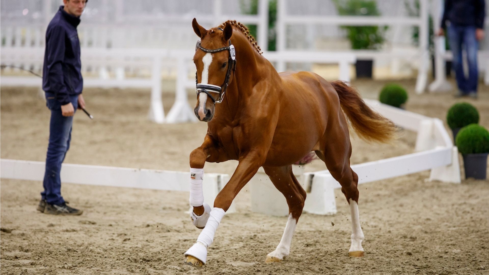 Gesundheitsstatus junger Warmbluthengste erstmals im Fokus