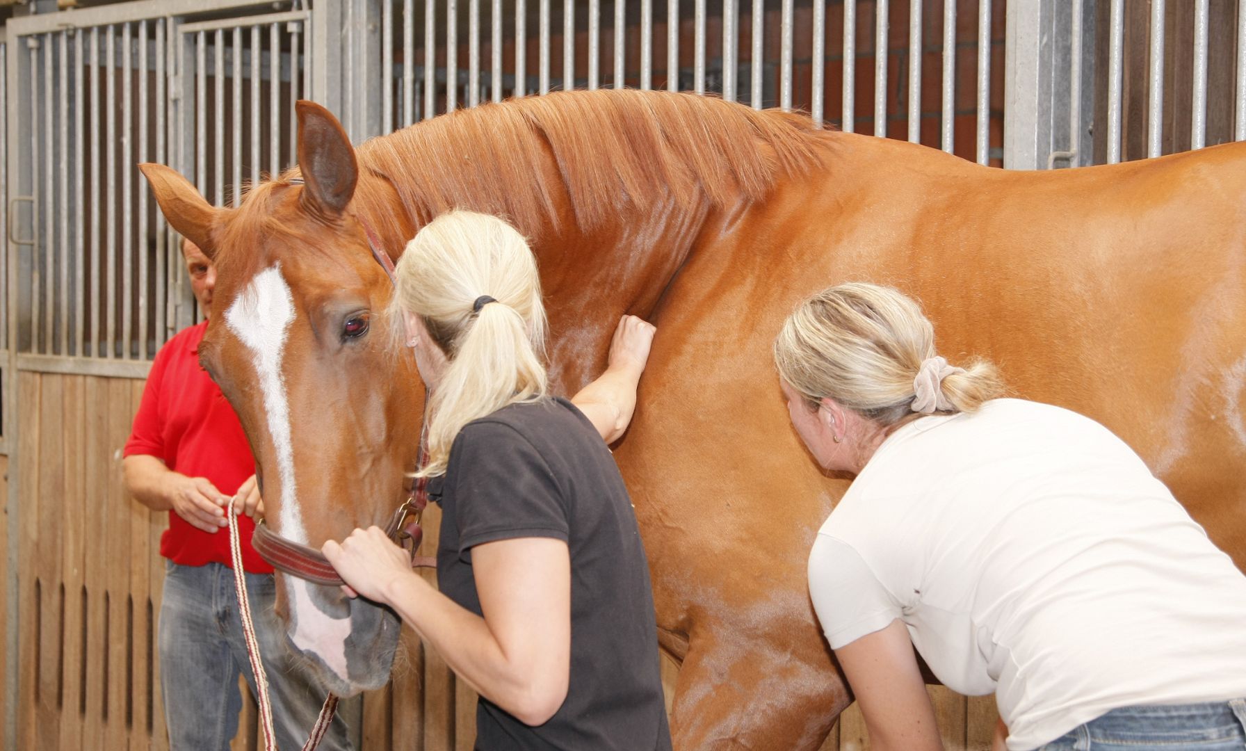 Florida Mare Tests Positive for Strangles