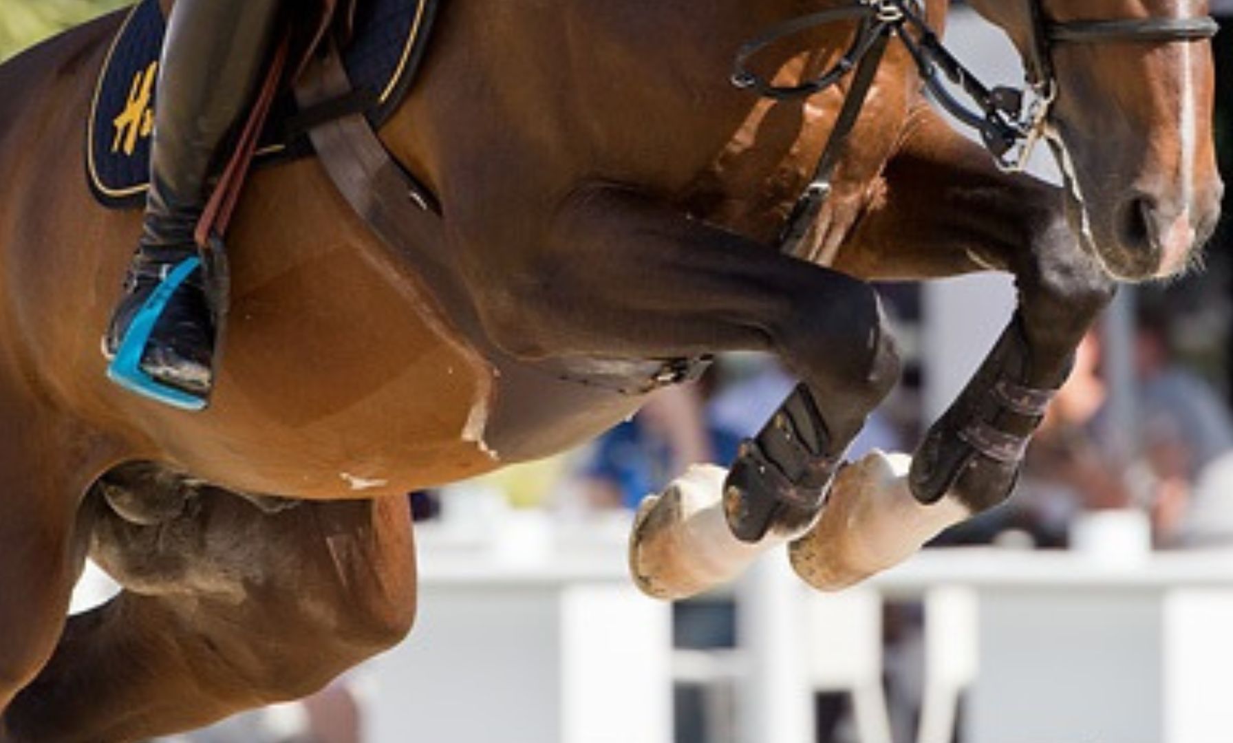 Philippaerts – We Live Horses wird Teilhaber von Ube vd Bisschop