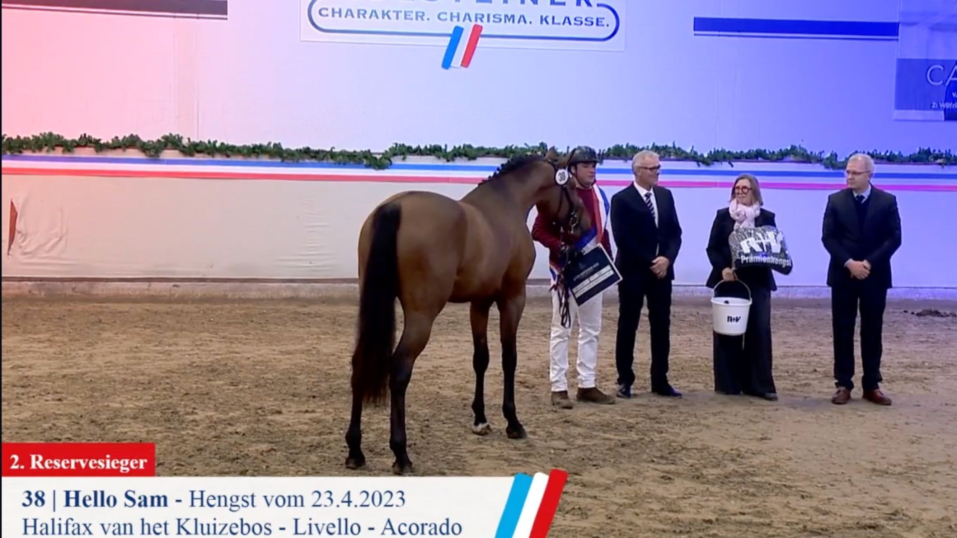 2. Reserversieger "Hello Sam" Preisspitze bei der Holsteiner Auktion