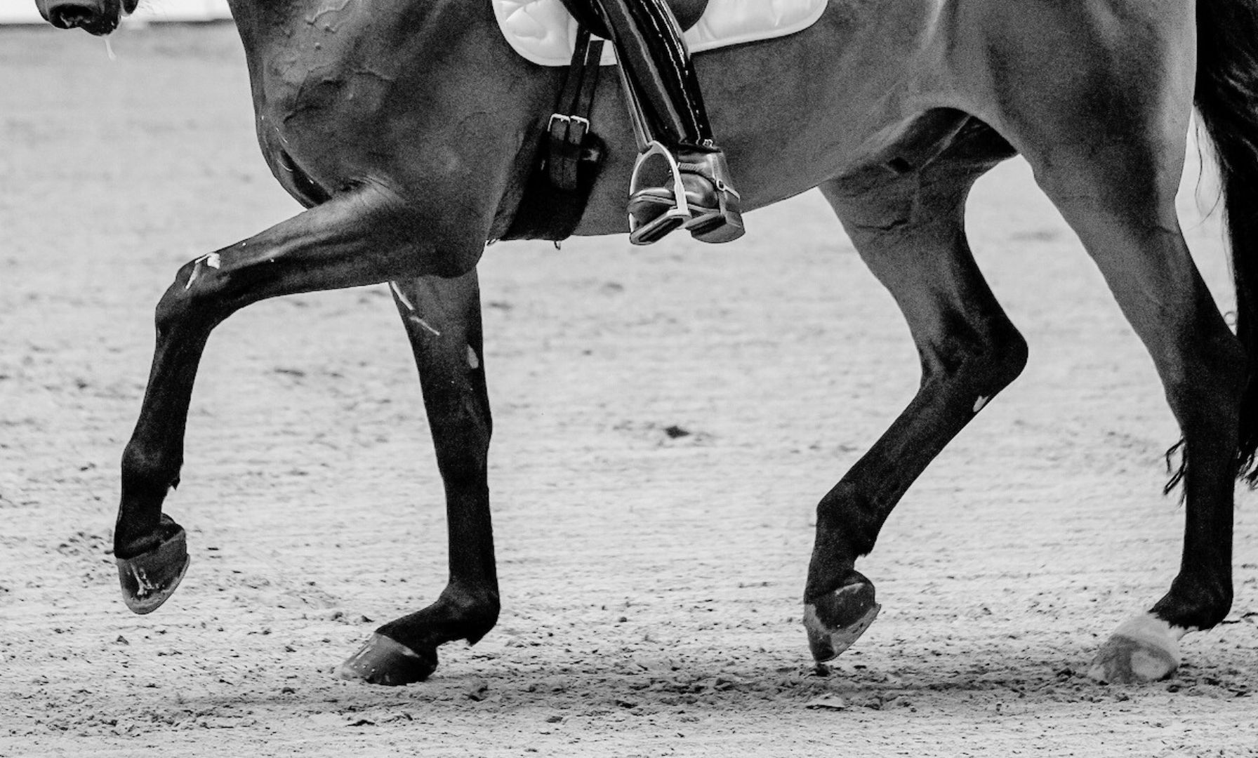 Hannoveraner Hengst Laudabilis im Alter von 25 Jahren verstorben