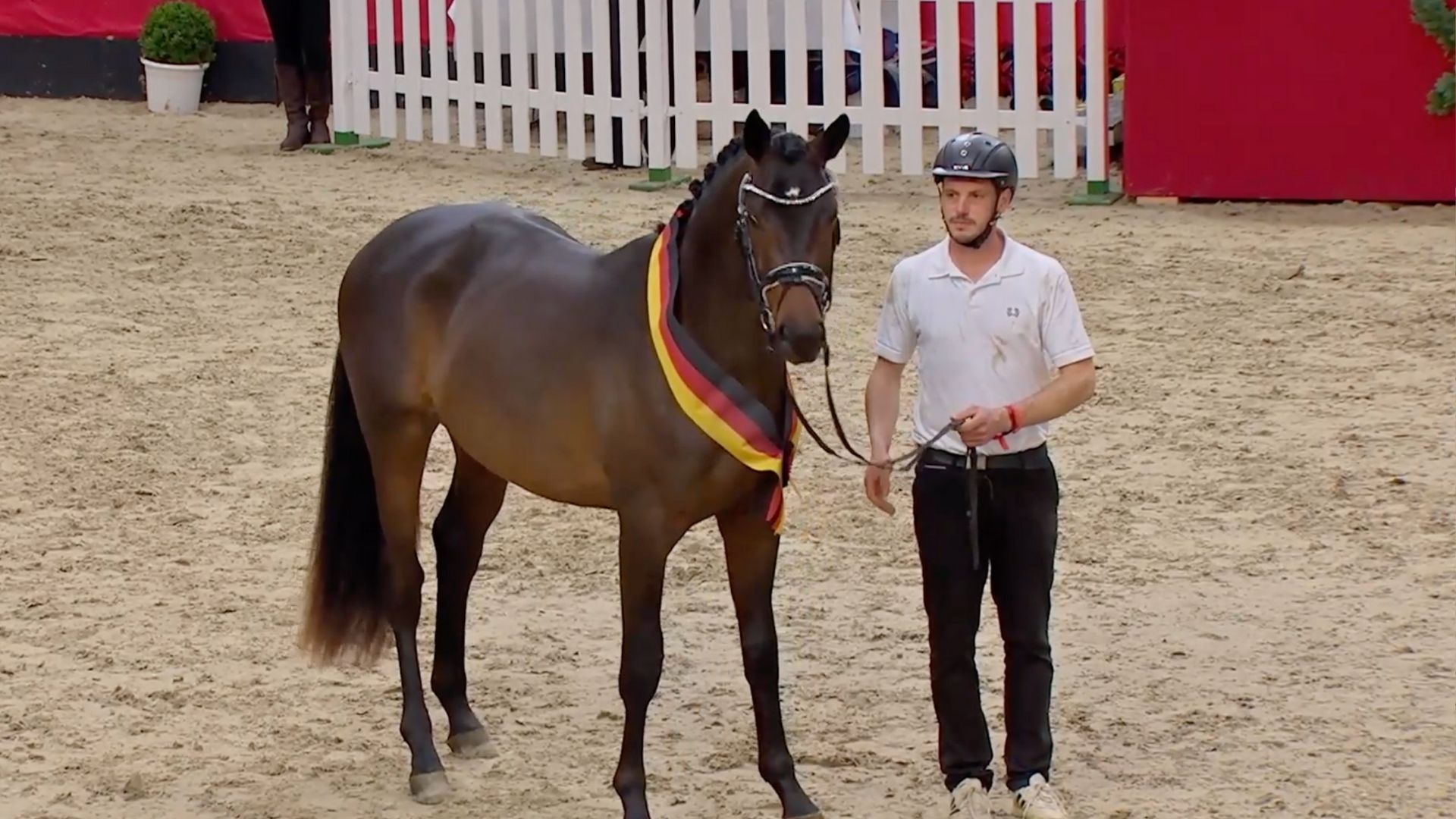 405.000 Euro - Preisspitze des Trakehner Hengstmarkts wechselt zum Gestüt Sprehe