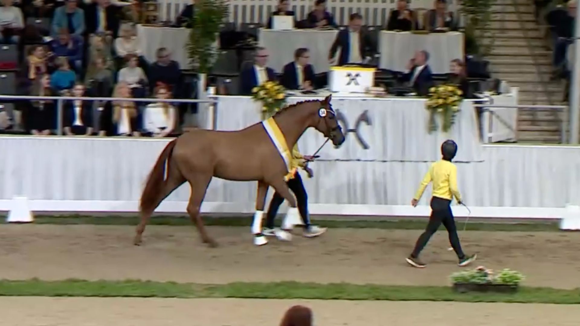 Eine halbe Million - Preisspitze der Hannoveraner Hengstauktion wechselt zu Helgstrand Dressage