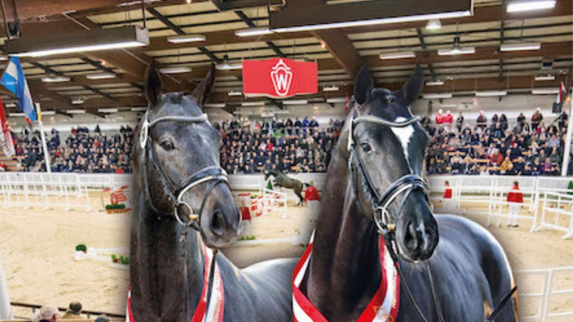 Erste Ergebnisse der Westfälischen Hauptkörung 2025