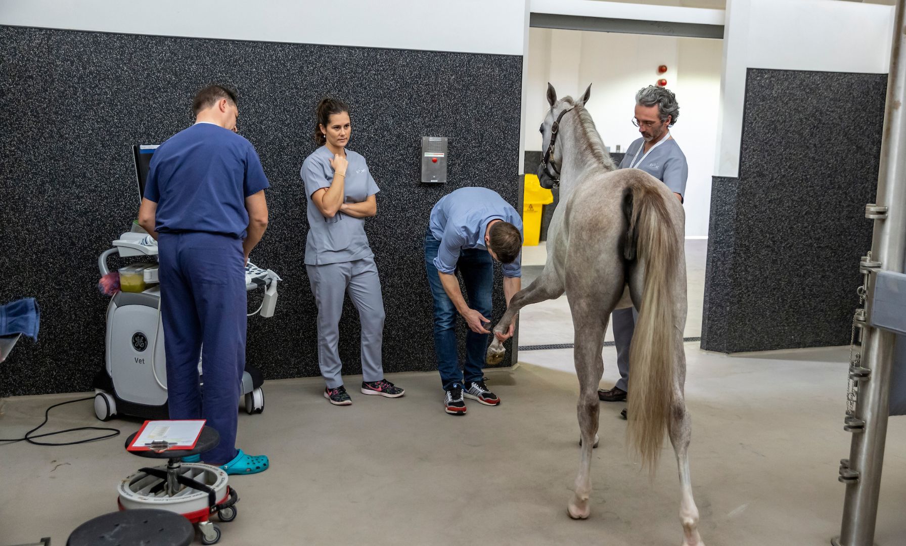 Equine Health Professionals Discuss Surgical Antibiotic Use