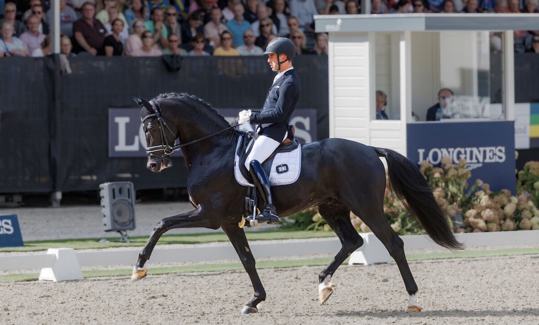 KWPN erkennt Grand Prix-Hengst Zonik Plus offiziell an