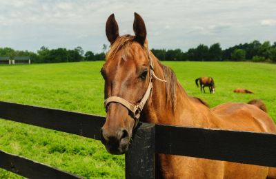 Great American Insurance Group Joins as Official Sponsor of US Equestrian Open Series