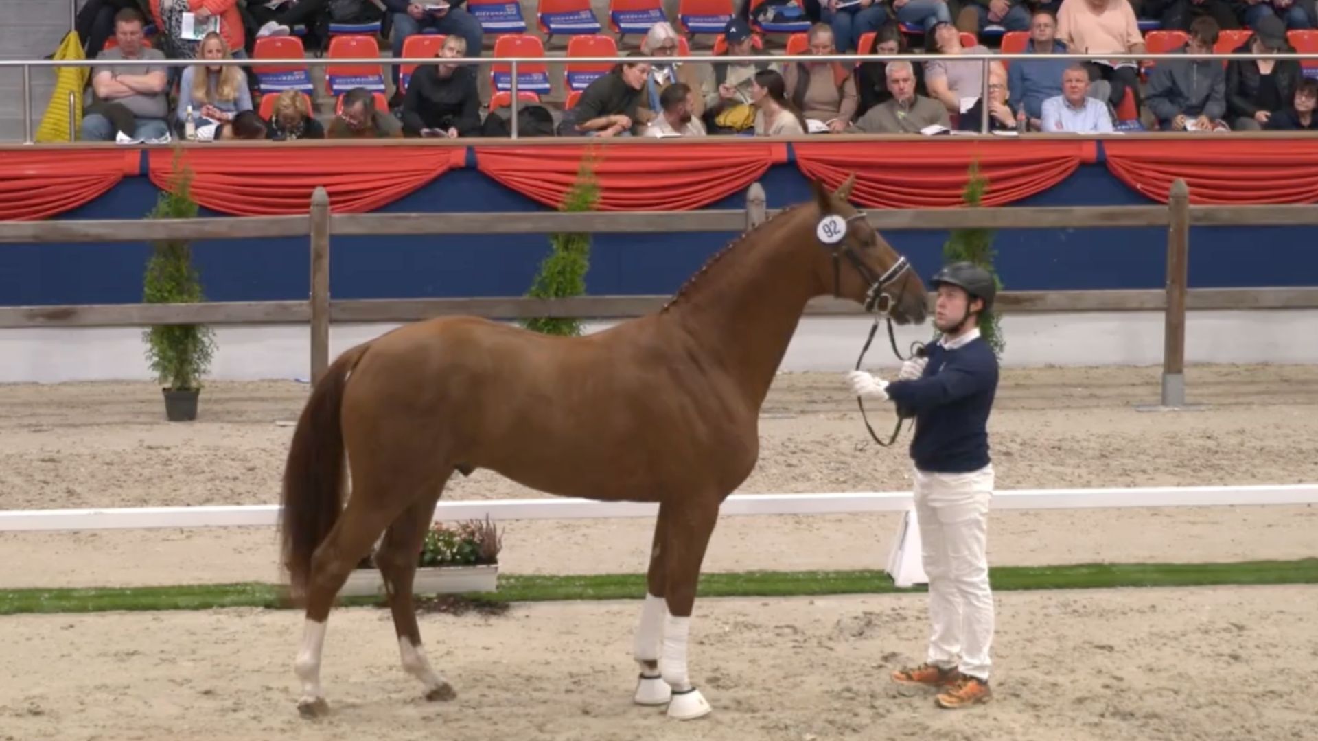 OL-Körergebnisse der Oldenburger Hengst-Tage!