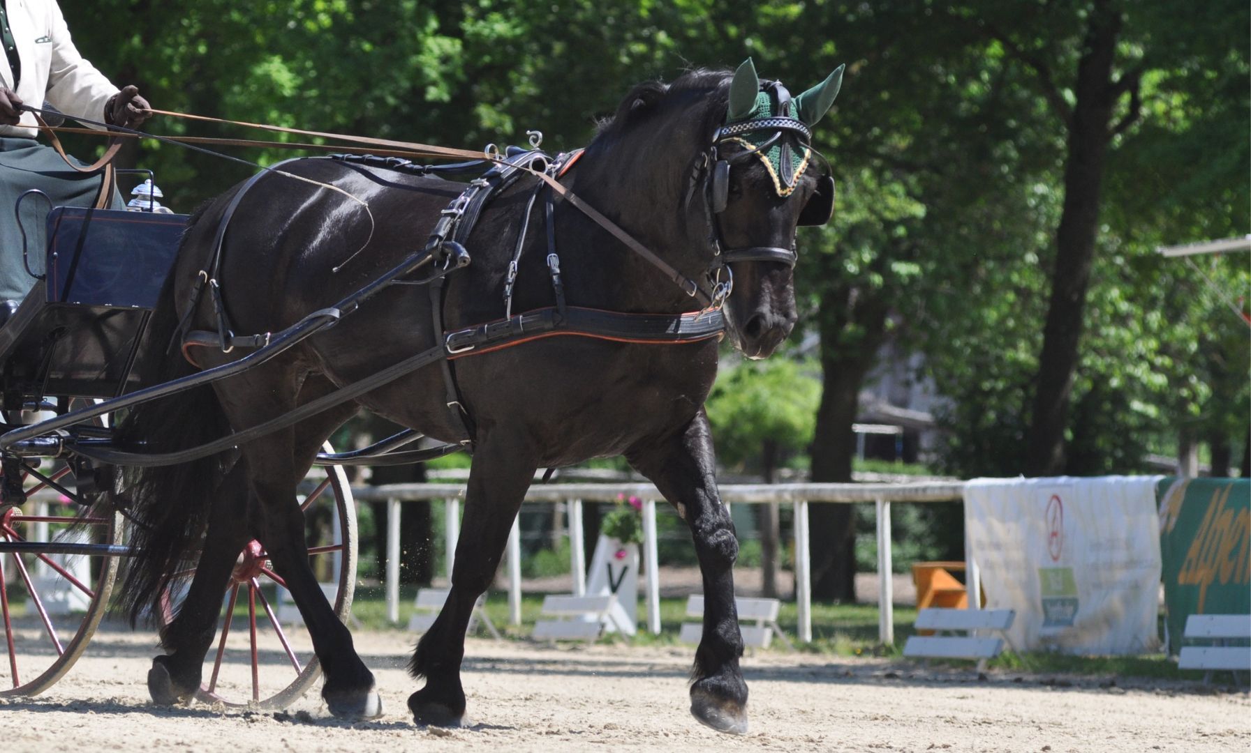 Taylor Bradish gewinnt zum dritten Mal in Folge US-Meisterschaft im Einspänner-Fahren