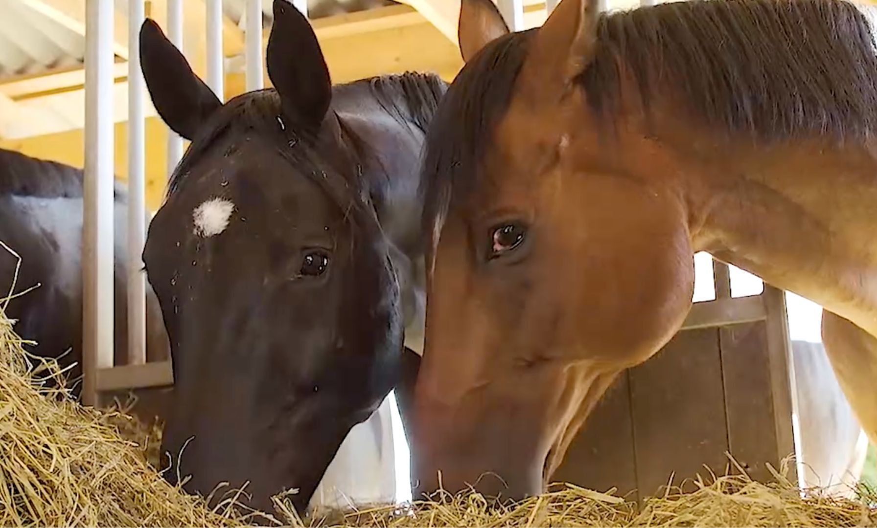 Strategies for Helping Horses Gain Weight