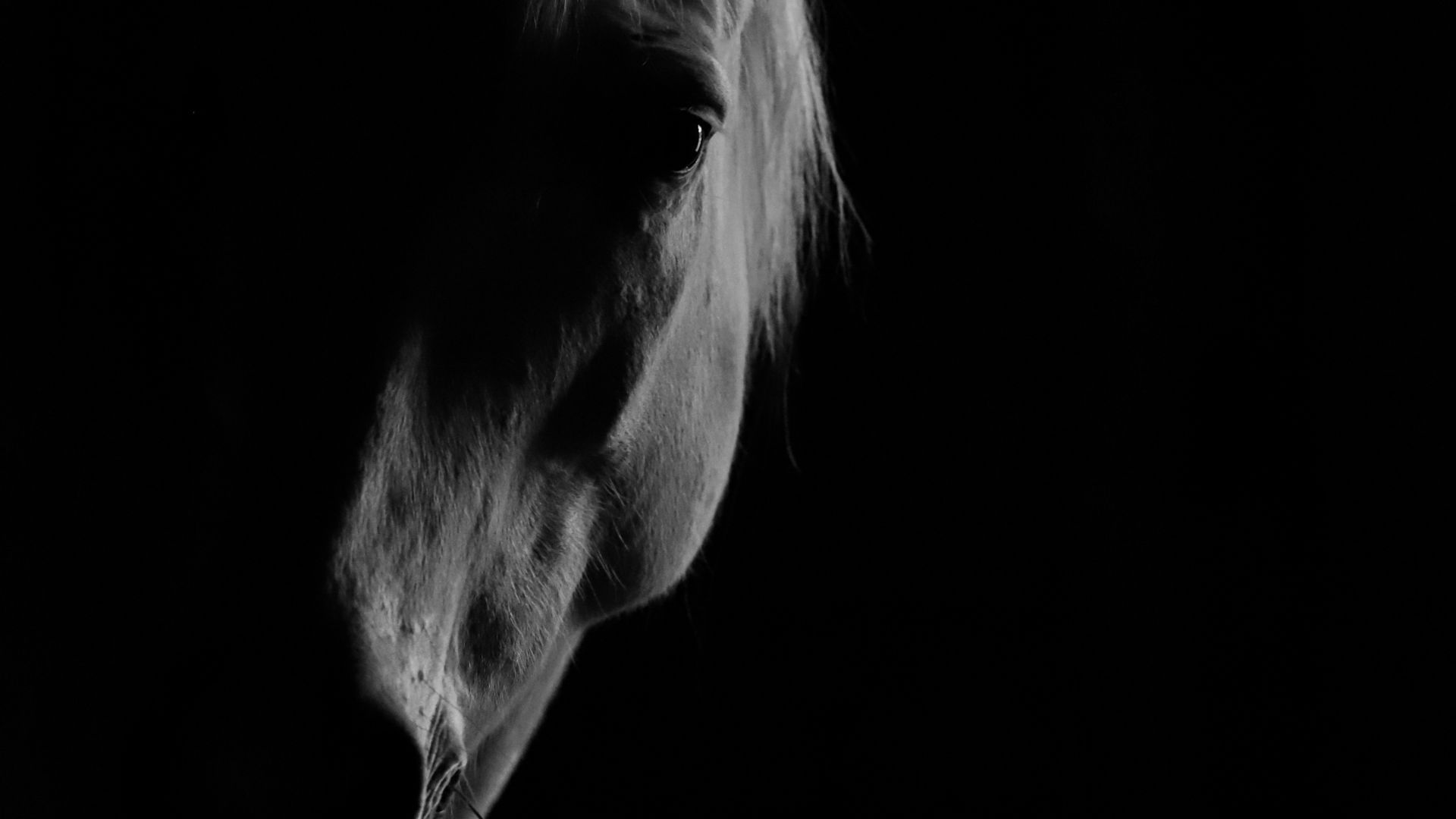 Dr. Antonius Bornemann im Alter von 81 Jahren verstorben