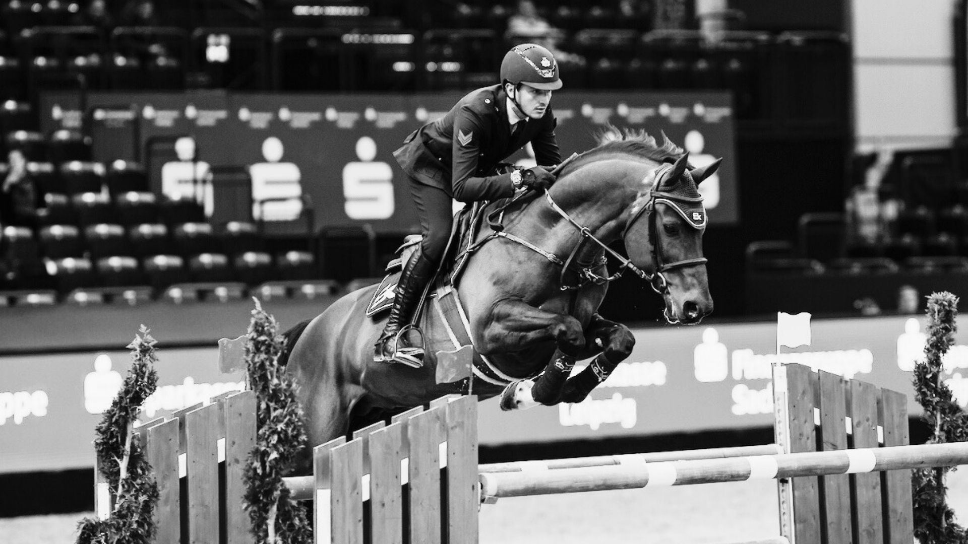 Zuchthengst Armitages Boy ist verstorben