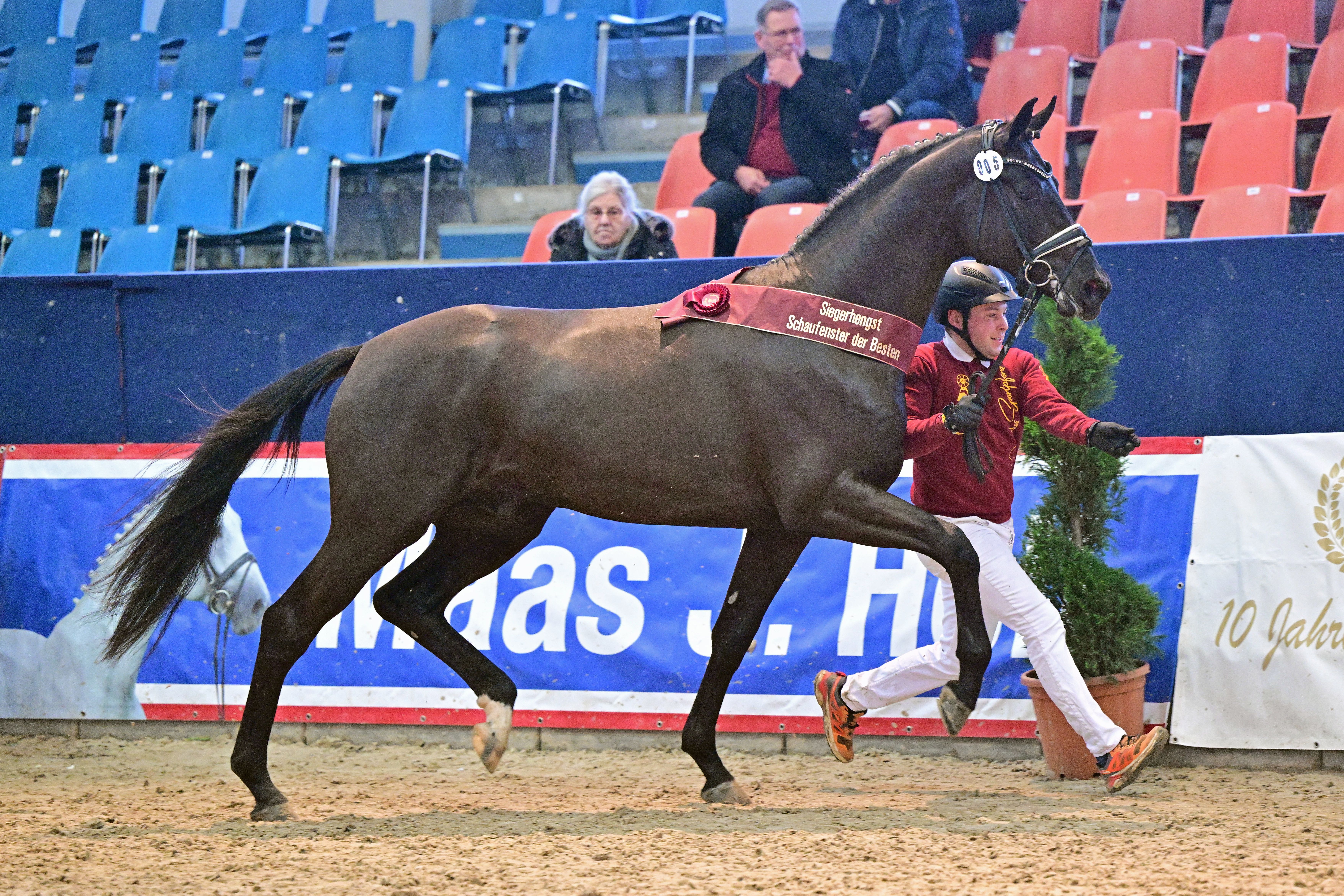 Siegerhengst und Prämien der dressurbetonten Hengste der DSP-Körung Neustadt-Dosse