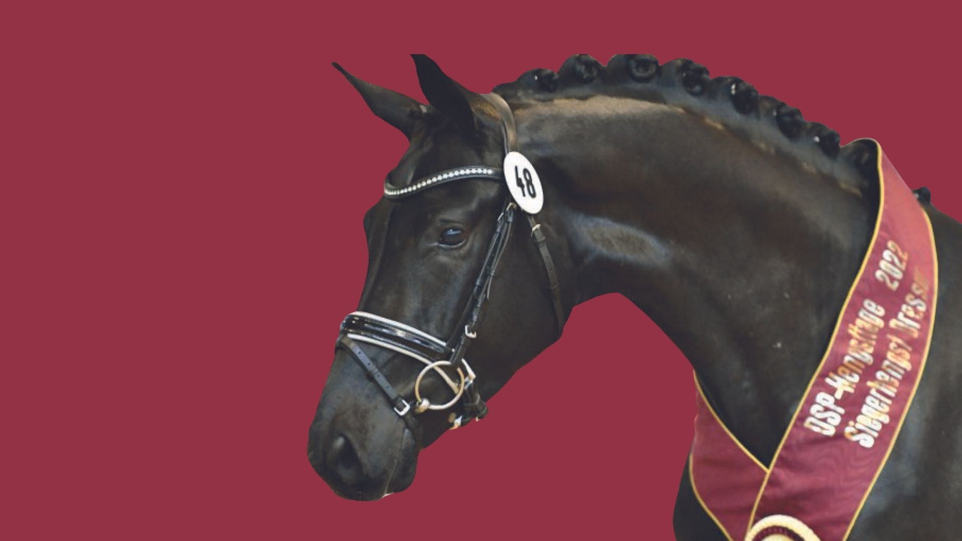 DSP Hengsttage München Riem - Alle Infos zum Zeitplan und den ausgewählten Junghengsten