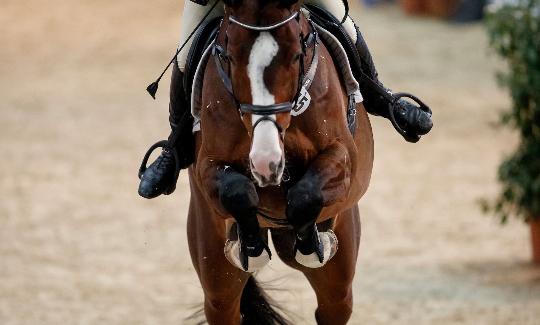 Toby Johnstone and Pumphill Fandango Triumph at Royal Windsor Horse Show