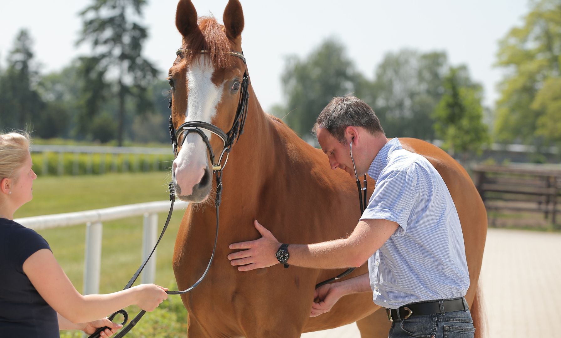 Horse Hospitalized in King County Due to Equine Herpesvirus