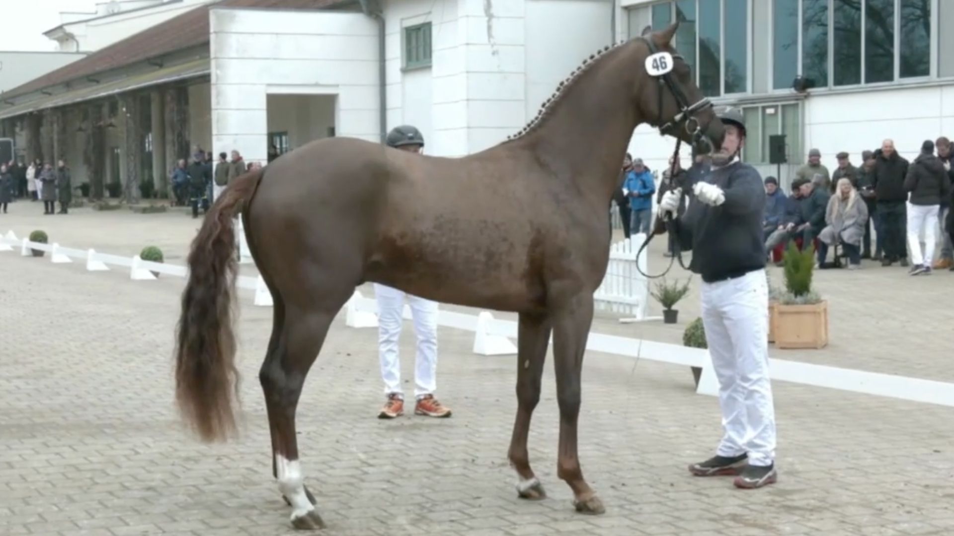 35. Mecklenburger Körtage - Alle Infos zum Zeitplan und den ausgewählten Junghengsten