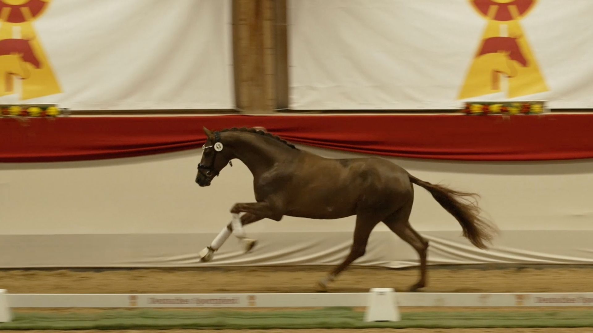 Die DSP-Prämienhengste aus München-Riem stehen fest: 11 x Springen, 9 x Dressur