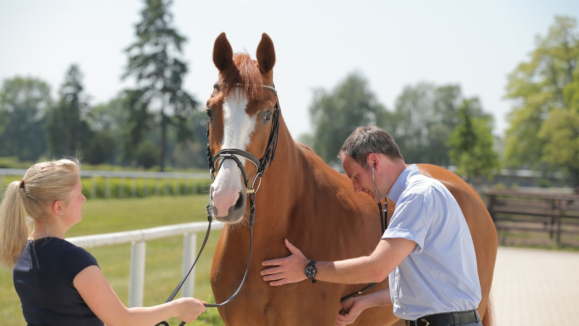 30. Deutscher Tierärztetag: Mehr Tierschutz im Pferdesport gefordert