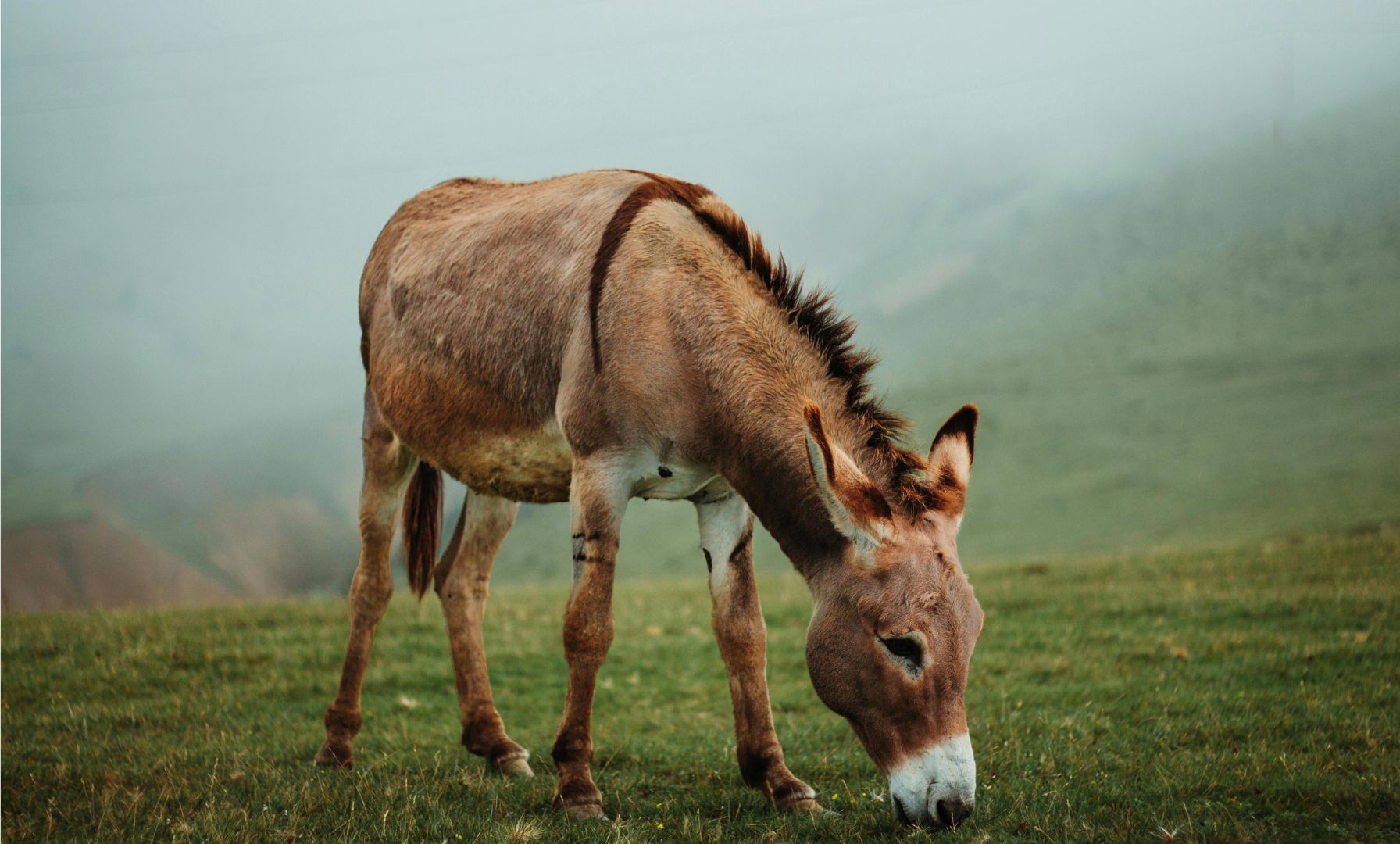Esel liefern natürlichen Zeckenschutz