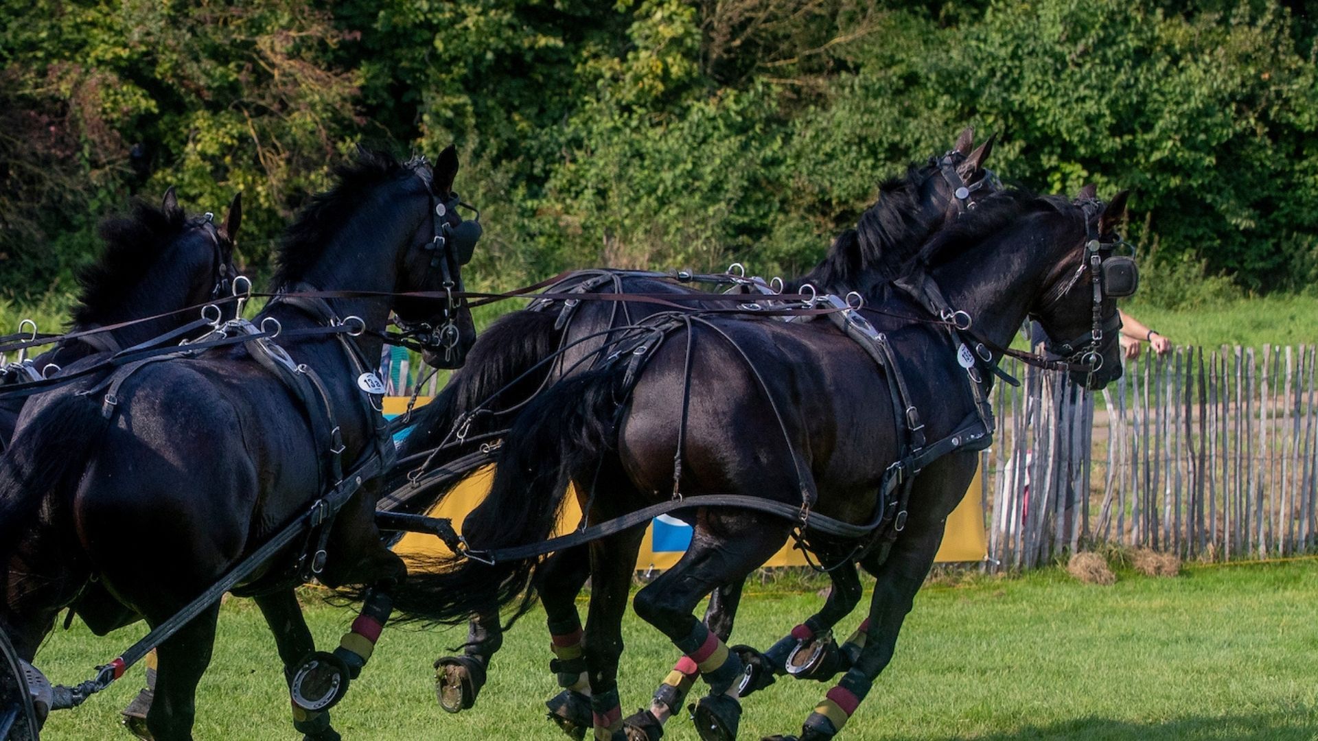 Auszeichnung für Deutschlands beste Ponyfahrer