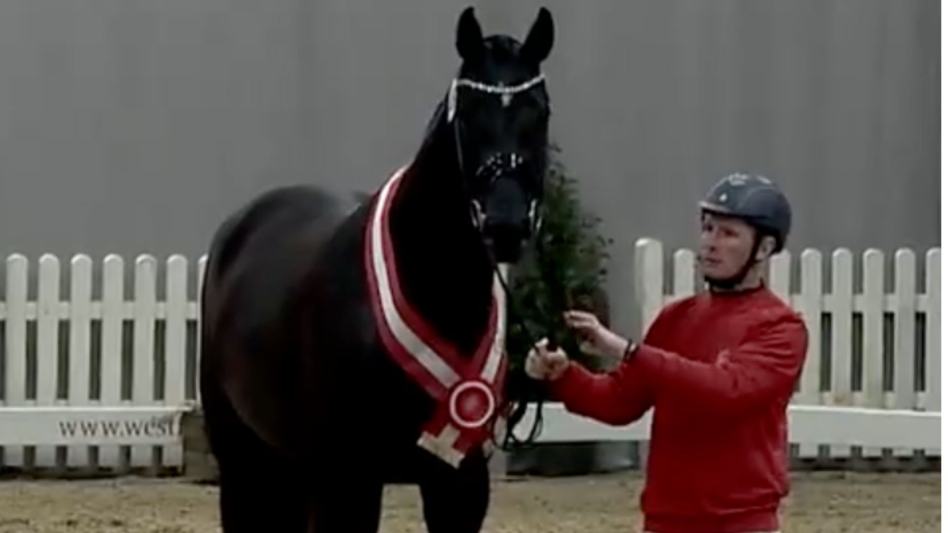Sieger- und Reservesiegerhengste der Westfälischen Hauptkörung 