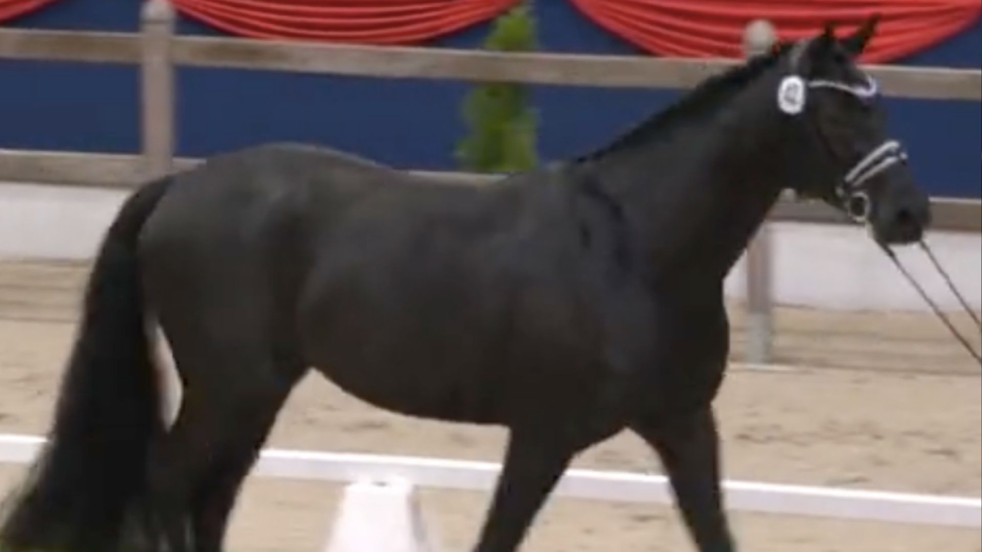 Siegerhengst für 360.000,- € nach Schweden verkauft