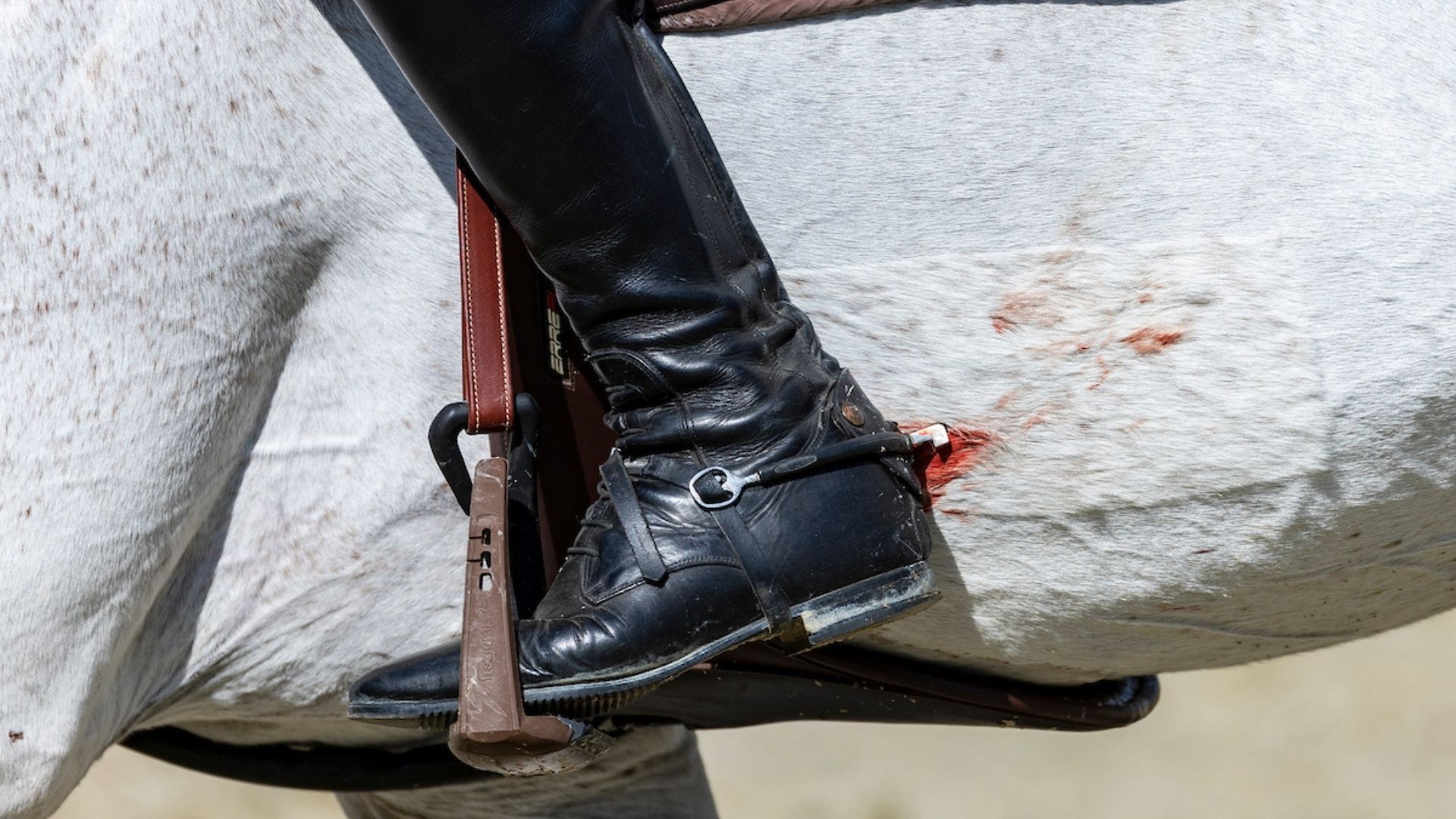 Änderung der FEI-Blutregel?