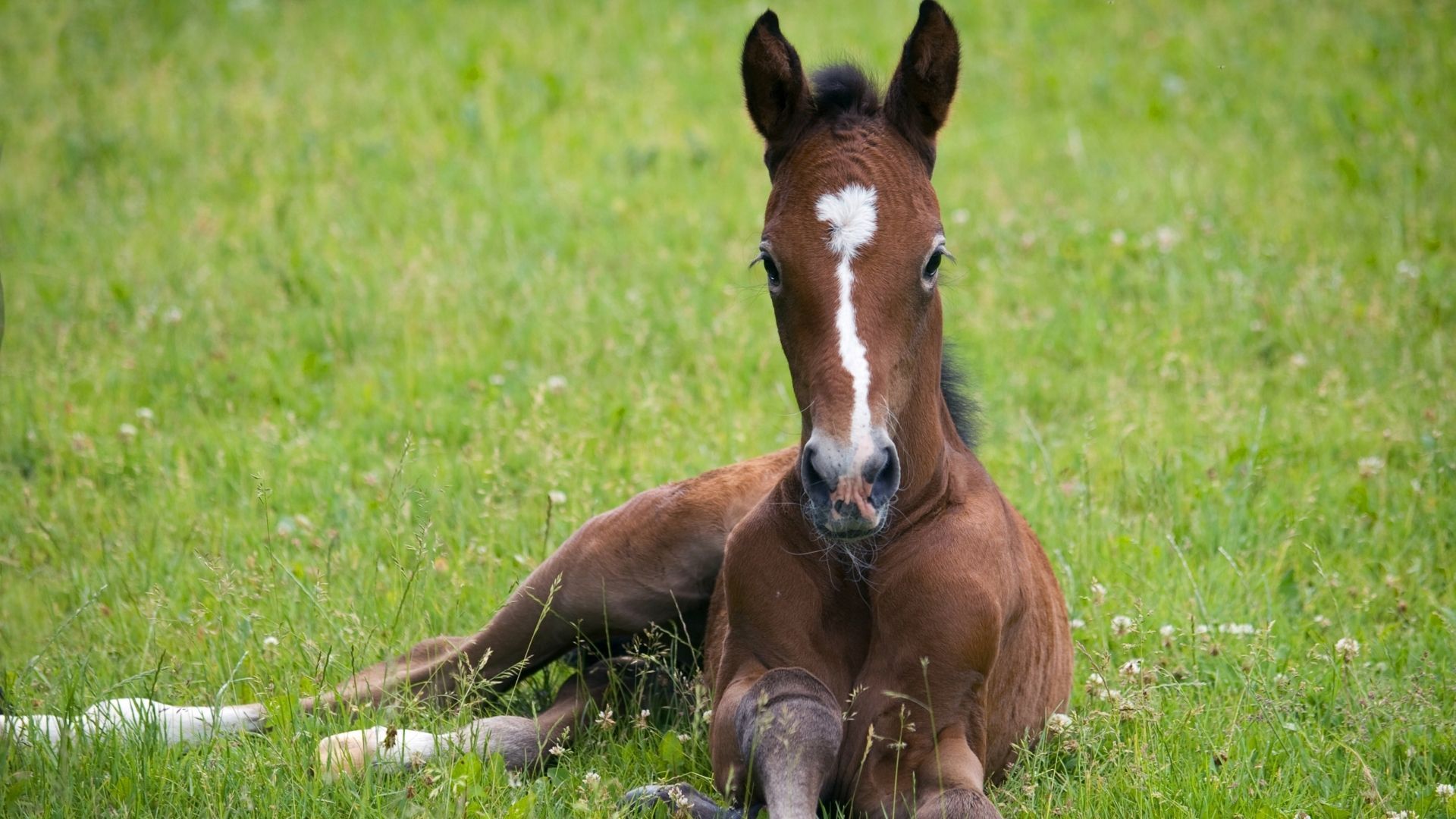 Absage des Deutschen Fohlenchampionats 2026